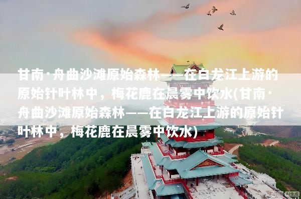 甘南·舟曲沙滩原始森林——在白龙江上游的原始针叶林中，梅花鹿在晨雾中饮水(甘南·舟曲沙滩原始森林——在白龙江上游的原始针叶林中，梅花鹿在晨雾中饮水)