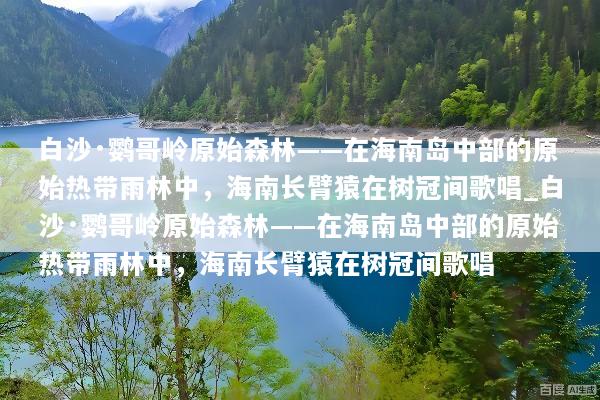 白沙·鹦哥岭原始森林——在海南岛中部的原始热带雨林中，海南长臂猿在树冠间歌唱_白沙·鹦哥岭原始森林——在海南岛中部的原始热带雨林中，海南长臂猿在树冠间歌唱