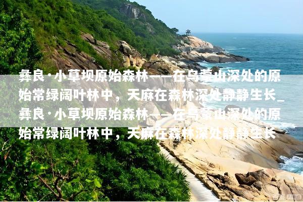 彝良·小草坝原始森林——在乌蒙山深处的原始常绿阔叶林中，天麻在森林深处静静生长_彝良·小草坝原始森林——在乌蒙山深处的原始常绿阔叶林中，天麻在森林深处静静生长